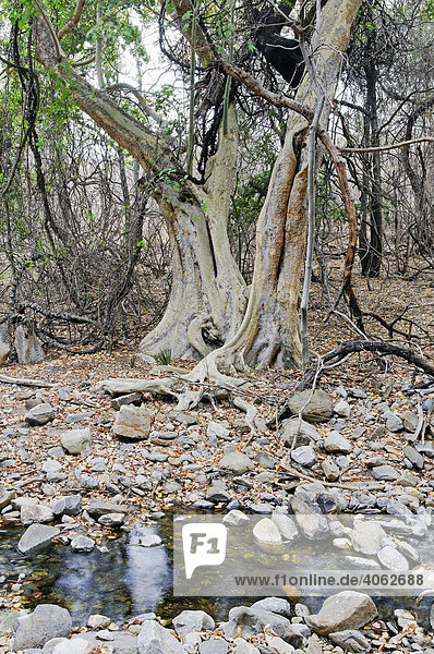 Feigenbaum (Ficus) im Blyde River Canyon Naturreservat  Mpumalanga  Südafrika  Afrika