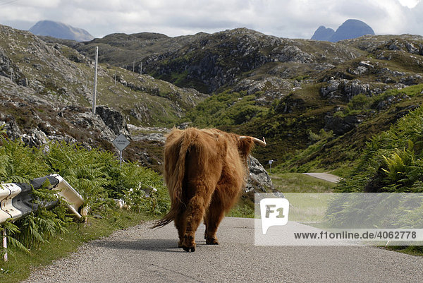 Hochlandrind allein unterwegs  Linksverkehr in den schottischen Highlands  Schottland  Großbritannien  Europa