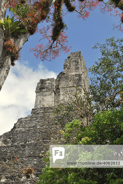 Epiphyten  Tempel 1  Großer Jaguar  Tikal  Guatemala  Mittelamerika