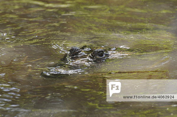 Krokodil (Crocodilia)  nur die Schnauze schaut aus dem Wasser  Lamanai  Belize  Mittelamerika