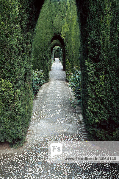 Tree-lined road in Alhambra Granada Andalusia Spain Europe