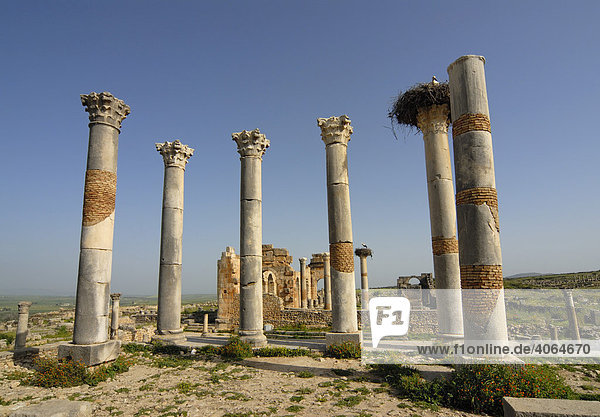 Das Kapitol in der römischen Ruinenstadt Volubilis  Marokko  Afrika