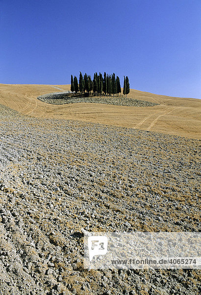 Abgeerntete Weizenfelder  gepflügter Acker  Zypressen  Landschaft bei Montalcino  Provinz Siena  Toskana  Italien  Europa
