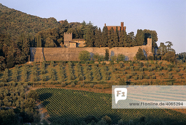 Vineyard around Castello di Brolio near San Regolo  Chianti  Siena Province  Tuscany  Italy  Europe