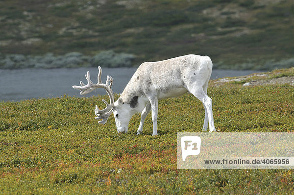Reindeer (Rangifer tarandus)  Sweden  Scandinavia  Europe