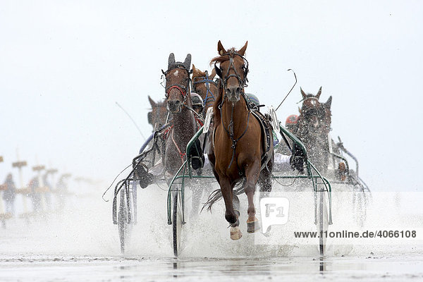 Trotting race  Duhner Wattrennen  Duhnen Trotting Races 2008  the only horse race in the world on the sea bed  Cuxhaven  Lower Saxony  Germany  Europe
