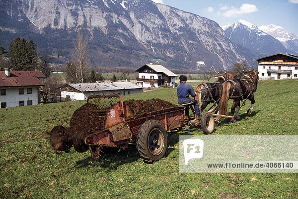 Bauernarbeit mit Pferden Mist ausbringen Kirchmair Hubert Schwaz Tirol Österreich Europa