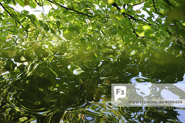 Wasser am See unter einem Baum mit grüner Spiegelung