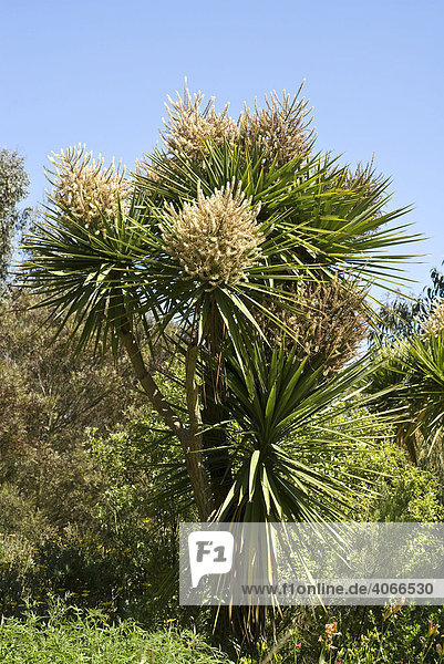 Riesenyucca (Yucca elephantipes)  Variegata  Jardin Exotique  Roscoff  Bretagne  Frankreich  Europa