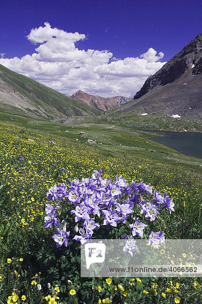 Klarer See und Wildblumen in Alpenwiese  Kolorado-Akelei (Aquilegia coerulea) und Nelkenwurze (Geum)  Ouray  San-Juan-Gebirge  Rocky Mountains  Colorado  USA