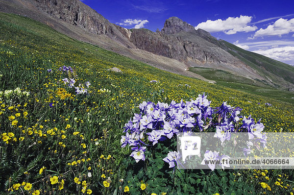 Berge und Wildblumen in Alpenwiese  Rocky-Mountains-Akelei (Aquilegia coerulea)  Berg-Nelkenwurz (Geum montanum)  Ouray  San Juan-Gebirge  Rocky Mountains  Colorado  USA