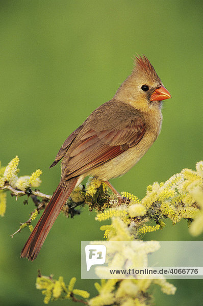 Rotkardinal (Cardinalis cardinalis)  Weibchen auf blühender Akazie (Acacia rigidula)  Corpus Christi See  Südtexas  USA