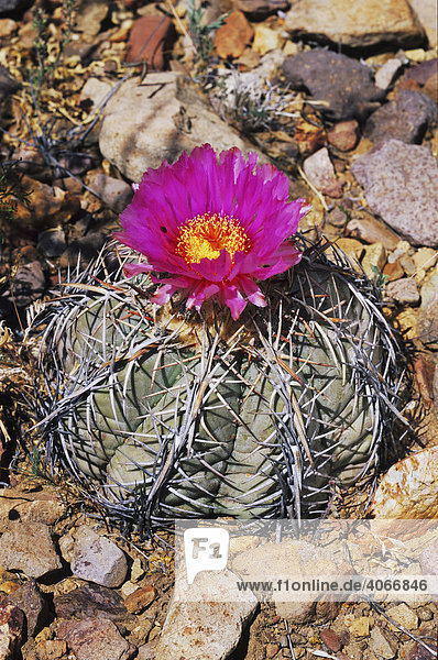 Blühende Kaktus-Art (Echinocactus horizonthalonius) in der Wüste, Big-Bend-Nationalpark, West-Texas, USA