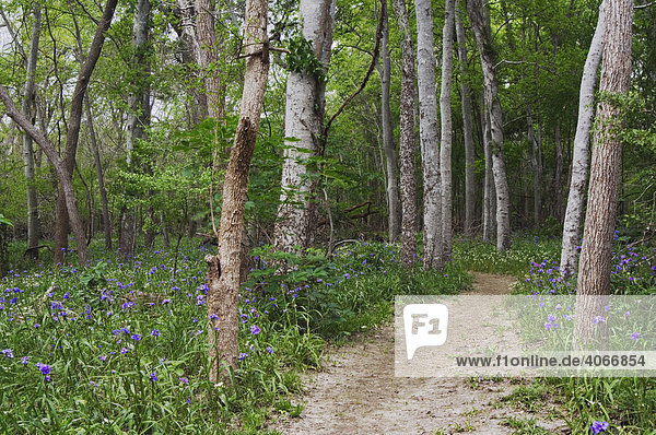 Blühende Dreimasterblumen-Art (Tradescantia occidentalis) auf Waldboden  Weg  Palmetto State Park  Gonzales County  East Texas  USA