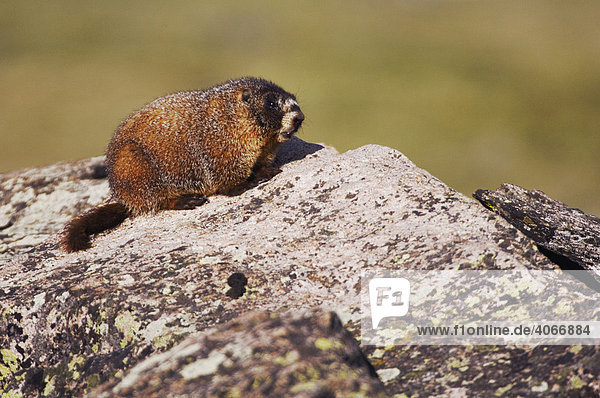 Gelbbauchmurmeltier (Marmota flaviventris)  ausgewachsen  auf Felsbrocken  Rocky-Mountain-Nationalpark  Colorado  USA