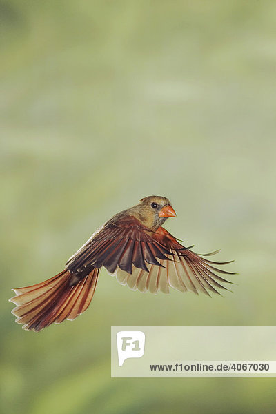 Rotkardinal (Cardinalis cardinalis)  Weibchen im Flug  New Braunfels  Hill Country  Zentraltexas  USA
