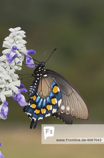 Battus philenor Schmetterling  Erwachsenes trinkt Nektar von einer Mehl-Salbeiblüte (Salvia farinacea)  Uvalde County  Hill Country  Zentraltexas  USA