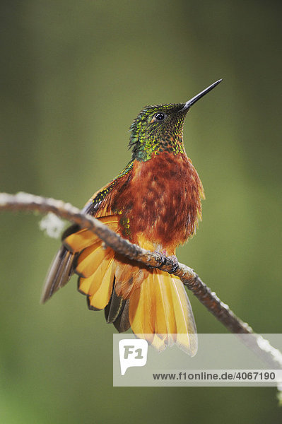 Rotbauch-Kolibri (Boissonneaua matthewsii) putzt sich  Papallacta  Ecuador  Anden  Südamerika