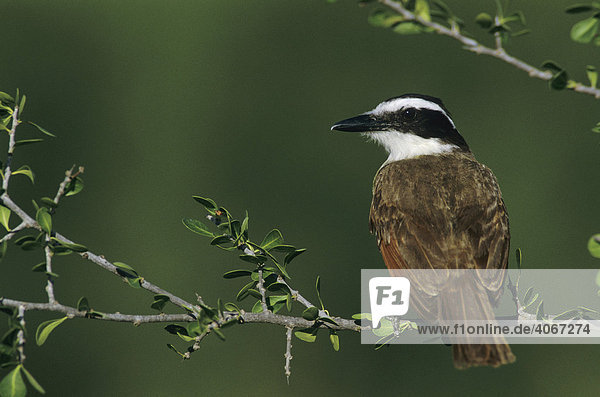 Schwefeltyrann (Pitangus sulphuratus)  Altvogel auf Zweig  Starr County  Rio Grande Tal  Texas  USA