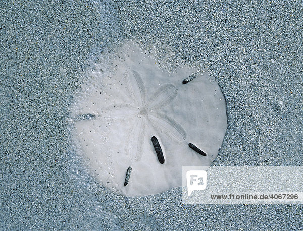 Schlüsselloch Sanddollar (Mellita quinquiesperforata)  Schale am Strand  Sanibel Island  Florida  USA