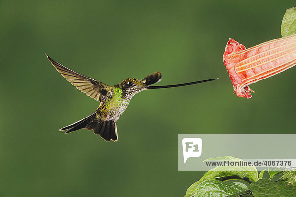 Schwertschnabelkolibri (Ensifera ensifera)  Weibchen mit sehr langem Schnabel frisst im Flug von einer Stechapfelblüte  Papallacta  Ecuador  Anden  Südamerika