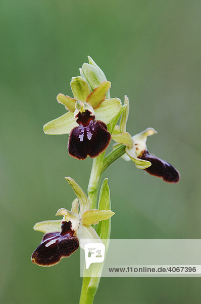 Kleine Spinnen-Ragwurz (Ophrys araneola)  Nahaufnahme der Blüte  Nationalpark Neusiedler See  Burgenland  Österreich  Europa