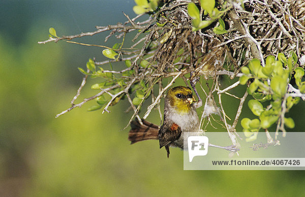 Goldköpfchen (Auriparus flaviceps)  Altvogel am Nest mit erbeutetem Insekt  Willacy County  Rio Grande Tal  Texas  USA