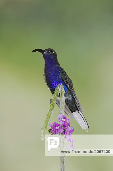 Violettsäbelflügler (Campylopterus hemileucurus)  Männchen sitzt auf Eisenkrautgewächs (Stachytarpheta)  Central Valley  Costa Rica  Mittelamerika