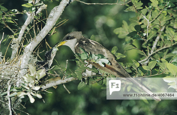 Yellow-billed Cuckoo (Coccyzus americanus)  Altvogel füttert Jungvogel am Nest  Corpus Christi  Texas  USA