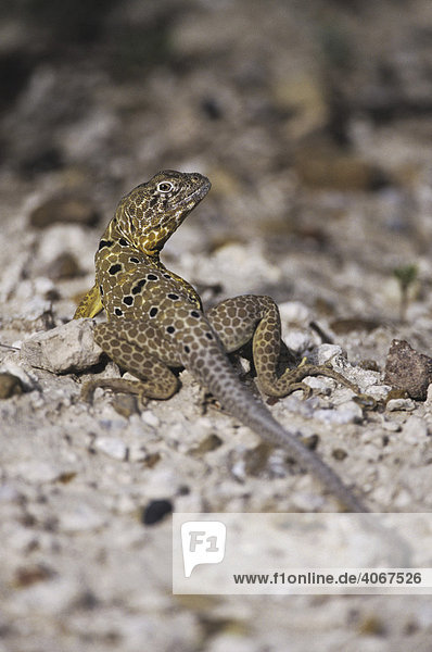 Halsbandleguan (Crotaphytus reticulatus)  Alttier sonnt sich in der Wüste  Starr County  Rio Grande Tal  Texas  USA