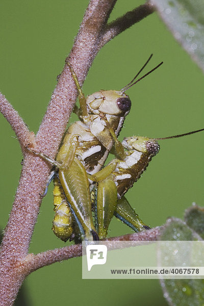 Feldheuschrecken (Acrididae) bei der Paarung  Sinton  Corpus Christi  Texas  USA