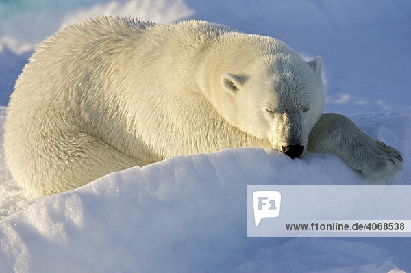 Polar Bear (Ursus maritimus)  sleeping  Spitzbergen  Norway  Arctic