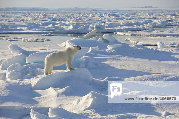 Eisbär (Ursus maritimus) auf Packeis hält Ausschau  Spitzbergen  Norwegen  Arktis