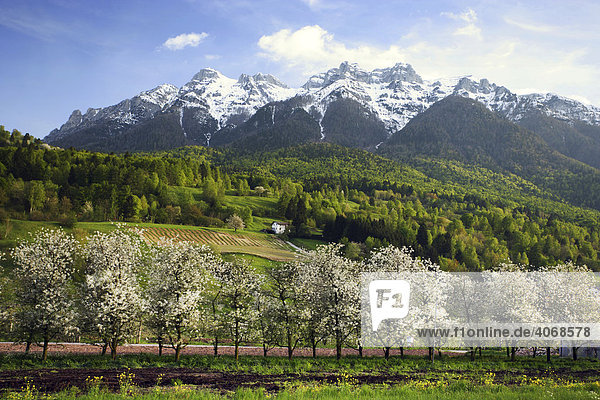 Apfelblüte im Frühjahr im Vinschgau in Südtirol  Italien  Europa
