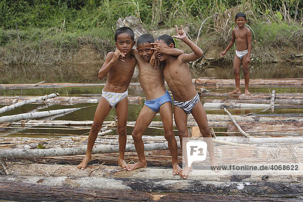 Posende Kinder  schwimmende Baumstämme  Regenwald  Telukaur  Fluß Sungai Kapuas  Kapuas Hulu  West Kalimantan  Kalimantan Barat  Borneo  Indonesien  Südostasien