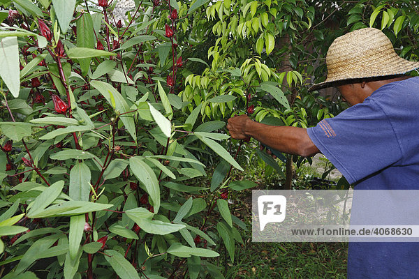 Mann pflückt Blüten  Roselle (Hibiscus sabdariffa)  auch Sabdariff-Eibisch  Sudan-Eibisch  Afrikanische Malve oder Karkade  Yayorin  Pangkalan Bun  Zentral Kalimantan  Borneo  Indonesien  Südostasien