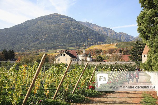 Winegrowing near Neustift Monastery in Neustift near Brixen  Vahrn municipality in Bolzano-Bozen  Italy  Europe