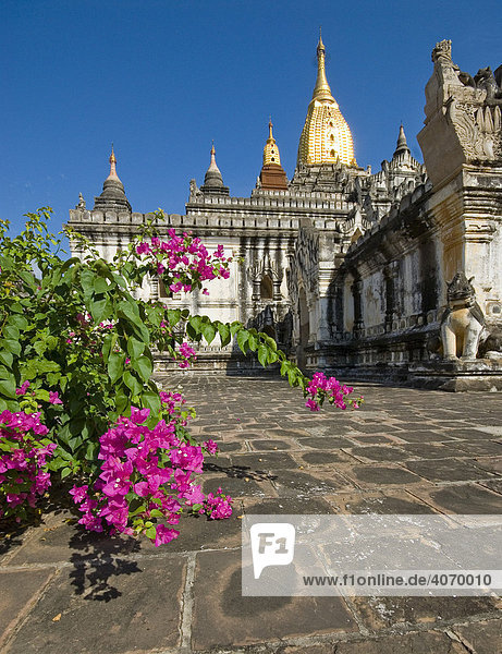 Der Ananda Tempel mit Tempelblumen  Bagan  Myanmar  Südostasien