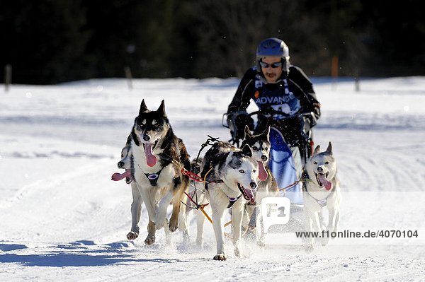 Dog-sled team,  Unterjoch,  Allgaeu,  Bavaria,  Germany,  Europe