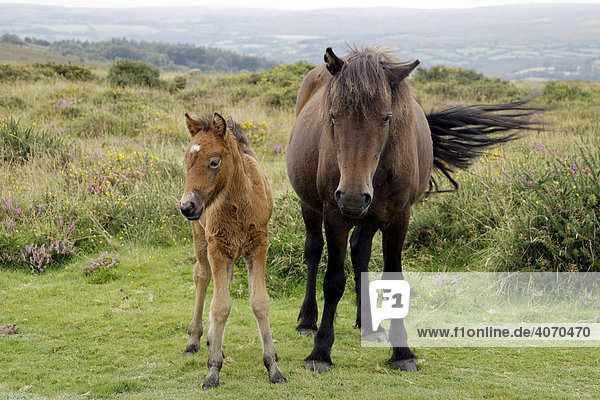 Pferde im Dartmoor  Devon  Südengland  Großbritannien  Europa
