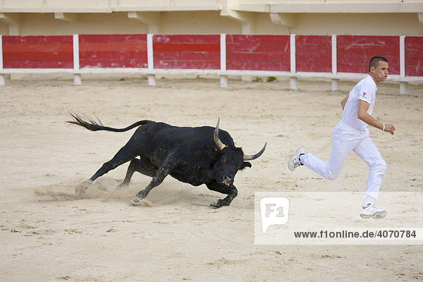 Stier beim Kampf mit Matador in der Arena von Saintes Maries de la Mer  La Camargue  Provence  Frankreich  Europa