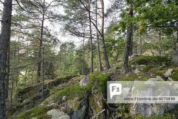 Tiefer Wald  Schweden  Skandinavien  Europa