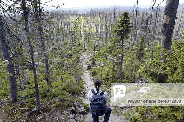 Hiker in the Conifer forest  dead spruces infested by bark beetles on Mt Lusen  at the so-called Himmelsleiter  ladder leading to heaven  in the Bavarian Forest National Park near Spiegelau  Bavaria  Germany  Europe