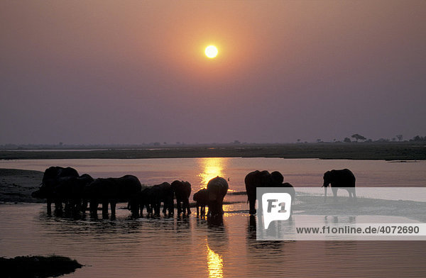 Afrikanischer Elefant (Loxodonta africana)  Herde im Sonnenuntergang  Wasserloch