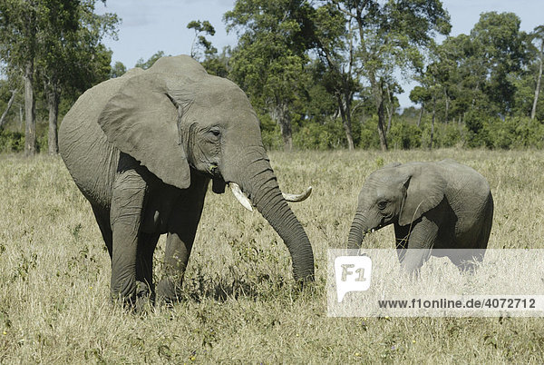 Afrikanischer Elefant (Loxodonta africana)  Masai Mara  Kenia  Afrika