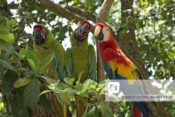 Kleine Soldatenaras (Ara militaris) und Hellroter Ara (Ara macao) auf Baum  Honduras  Mittelamerika