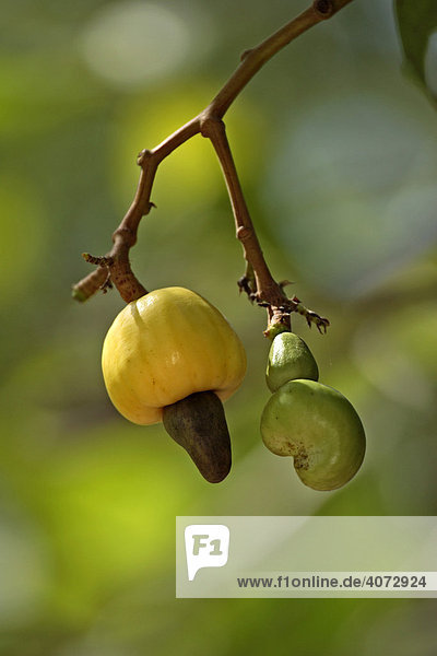 Cashewnuss  Cashew-Baum (Anacardium occidentale)  Frucht  Honduras  Zentralamerika