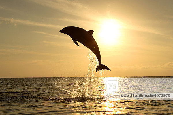 Grosser Tummler Tursiops Truncatus Delphin Delfin Adult Springt Aus Dem Wasser Sonnenuntergang Karibik Roatan Honduras Zentralamerika