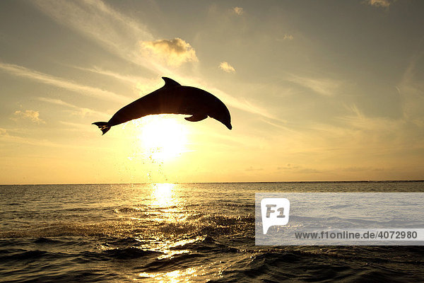 Common Bottlenose Dolphin (Tursiops truncatus)  adult  jumping out of the water  sunset  Caribbean  Roatan  Honduras  Central America