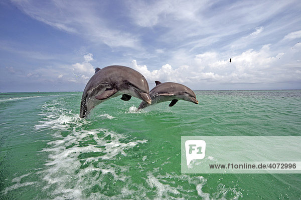 Großer Tümmler (Tursiops truncatus)  Delphin  Delfin  Paar  adult  springt aus dem Wasser  Karibik  Roatan  Honduras  Zentralamerika  Roatan  Honduras  Honduras